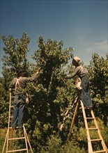 Pickers in a peach orchard, Delta County, Colo. 1940