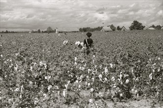 Picking cotton, Nugent Plantation, Benoit, Mississippi Delta, Mississippi 1939