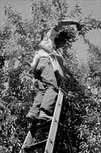 Picking pears 1939