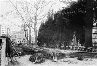 Planting Evergreens at the White House 1912