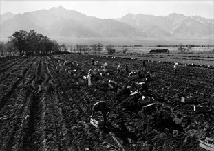 Potato Fields 1943