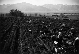 Potato Fields 1943