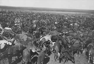 Reindeer Herd 1915