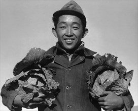 Richard Kobayashi, farmer with cabbages 1943