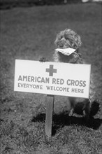Sandy, the American Red Cross Dog Welcomes Everyone 1920
