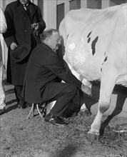 Senator Milks a Cow 1923