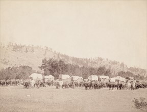 Freighting in the Black Hills 1890