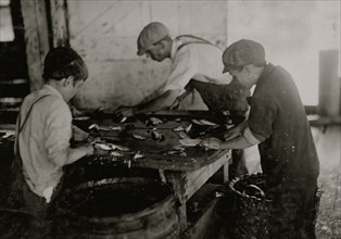Large sharp knives are used to prepare sardines in the canning process 1911