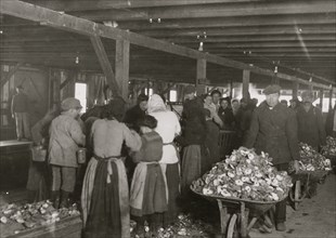 Shucking oysters in the Alabama Canning Company 1911