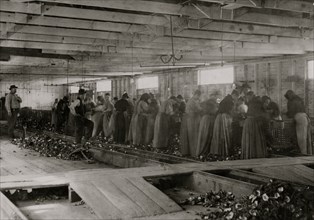Shucking shed with an assembly line of Oyster Shuckers 1911