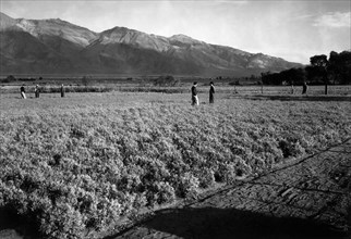 Guayule Field 1943