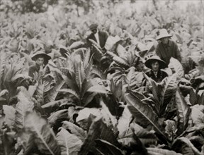 Suckering tobacco on Lowe farm 1916