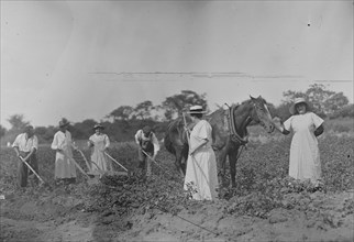 Suffrage farmers