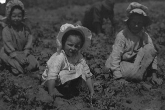 Sugar beet workers, Sugar City, Colorado. Mary, six years, Lucy, eight, Ethel, ten. Family has been here ten years. Children go to school in the winter 1915