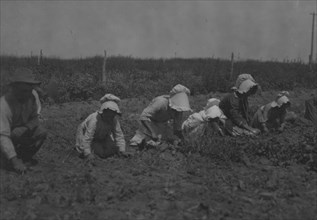 Child Sugar beet workers, Sugar City, Colorado.  1915