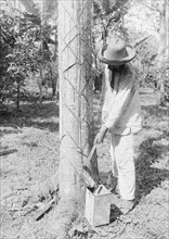 Tapping Rubber Tree with machete (Old Way)