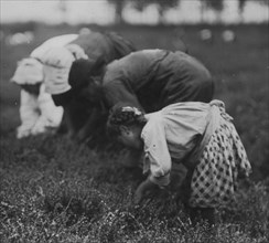 Tenjeta Calone, Philadelphia, 10 years old. Been picking cranberries 4 years. 1910