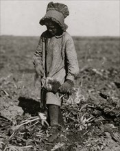 Ten-year-old Mollie Steuben topping beets.  1915