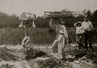 The girl berry carriers on Newton's Farm at Cannon, Del. 1911