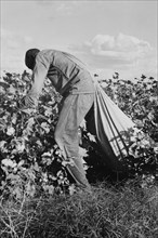 Migratory field worker picking cotton 1938