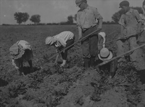 Three adults and six children from seven years to twelve years hard at work on a sugar beet farm near Greeley Colorado.  1915