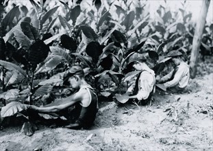 Three boys, one of 13 yrs., two of 14 yrs., picking shade-grown tobacco on Hackett farm. The "first picking" necessitates a sitting posture 1917