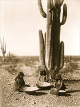 Saguaro gatherers 1907
