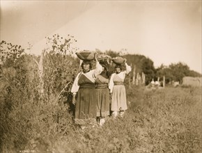 The Harvest--San Juan 1905