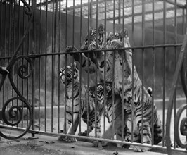 Tiger Cubs Seek Freedom from Zoo Cage 1922