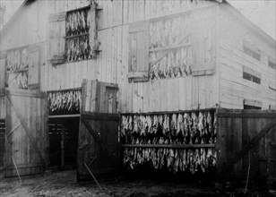 Tobacco barn, showing how it is dried. 1916