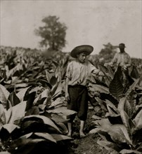 Topping tobacco. Roland Lowe, 13 years old in field with two brothers.  1916