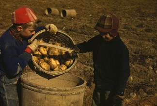 Two Boys dump pptatoes from a buschel basket 1940
