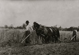 Two farmers behind horses as they pull a plow through a field 1916