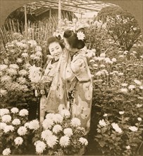 A chrysanthemum secret, Japan 1906
