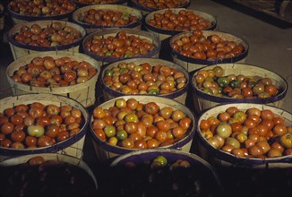 Bushel Baskets of Tomatoes 1942