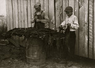 Boys  stripping tobacco.  1917