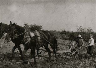 Plowing the fields 1916