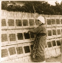 Drying Seaweed 1910