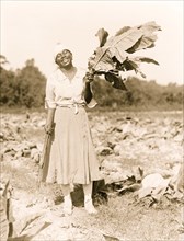 African American Woman Holds Tobacco Leaves 1899