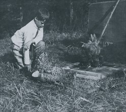 Work that Educates, Twelve-year old boy tending chickens with his father, John Spargo. 1915