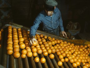 Co-op orange packing plant, Redlands, Calif.  1943