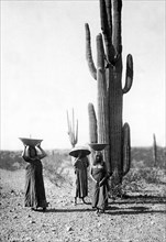 Saguaro Gatherers