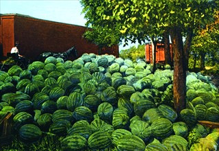 Watermelons 1918