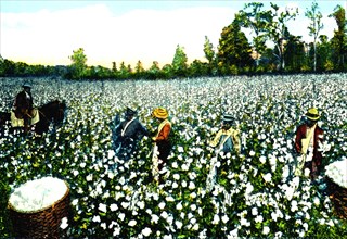 Workers in Cotton Field 1918
