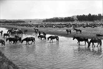 Horses crossing the river at Round-up Camp