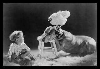 Dog, Child , and Chicken - What are they thinking?