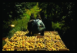 Hauling Crates of Peaches 1940
