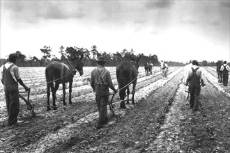 Cultivating Cotton Demonstration 1931