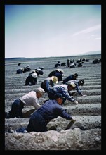 Japanese-American Camp, War Emergency Evacuation 1942