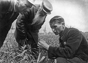 Trofim lysenko, the president of the lenin academy of agricultural sciences, measuring the growth of wheat on one of the kolkhoz fields near odessa, ukrainian ssr, 1930s.
